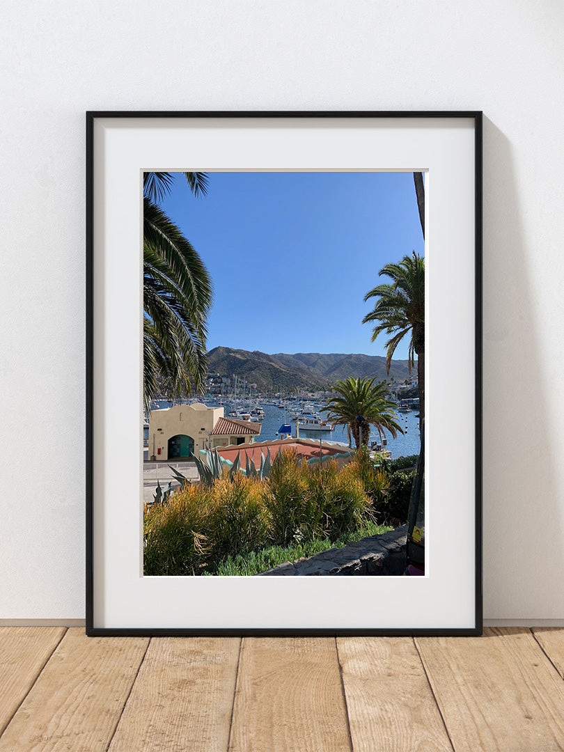 A photograph of a coastal scene in Catalina with palm trees and a clear blue sky.