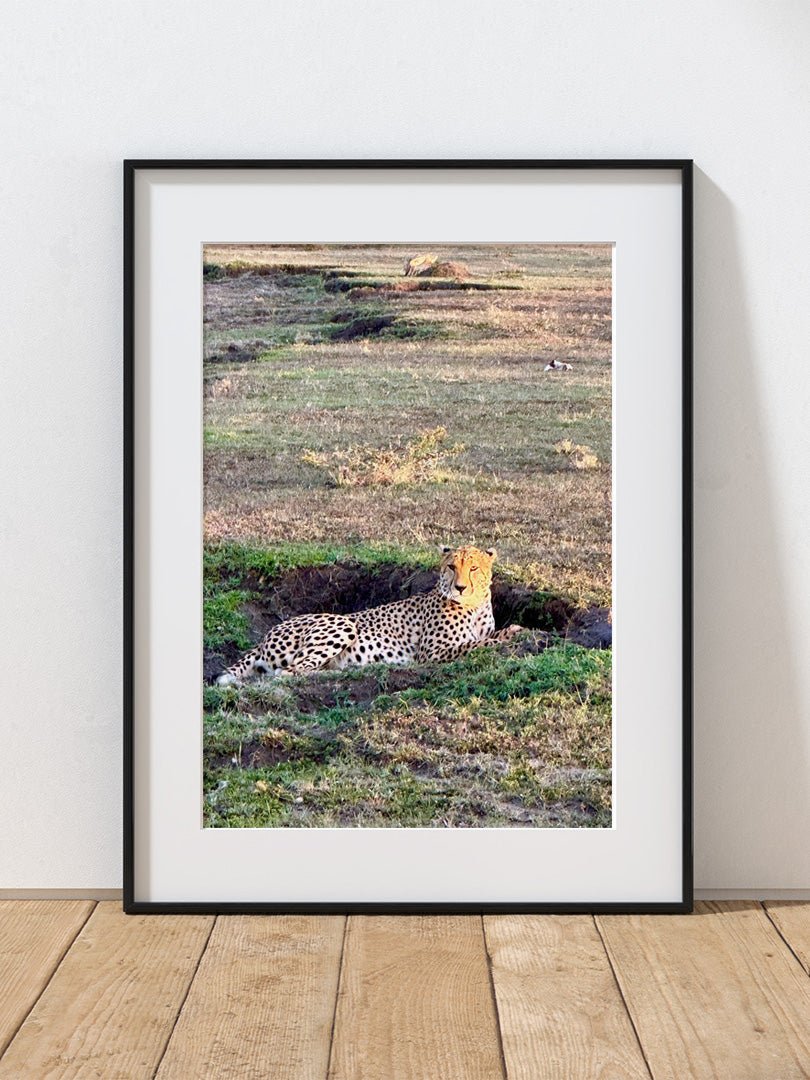 Cheetah
