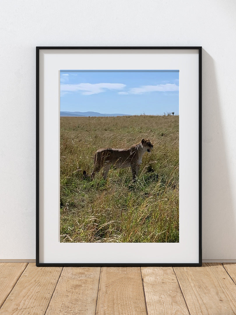 Kenyan Lioness
