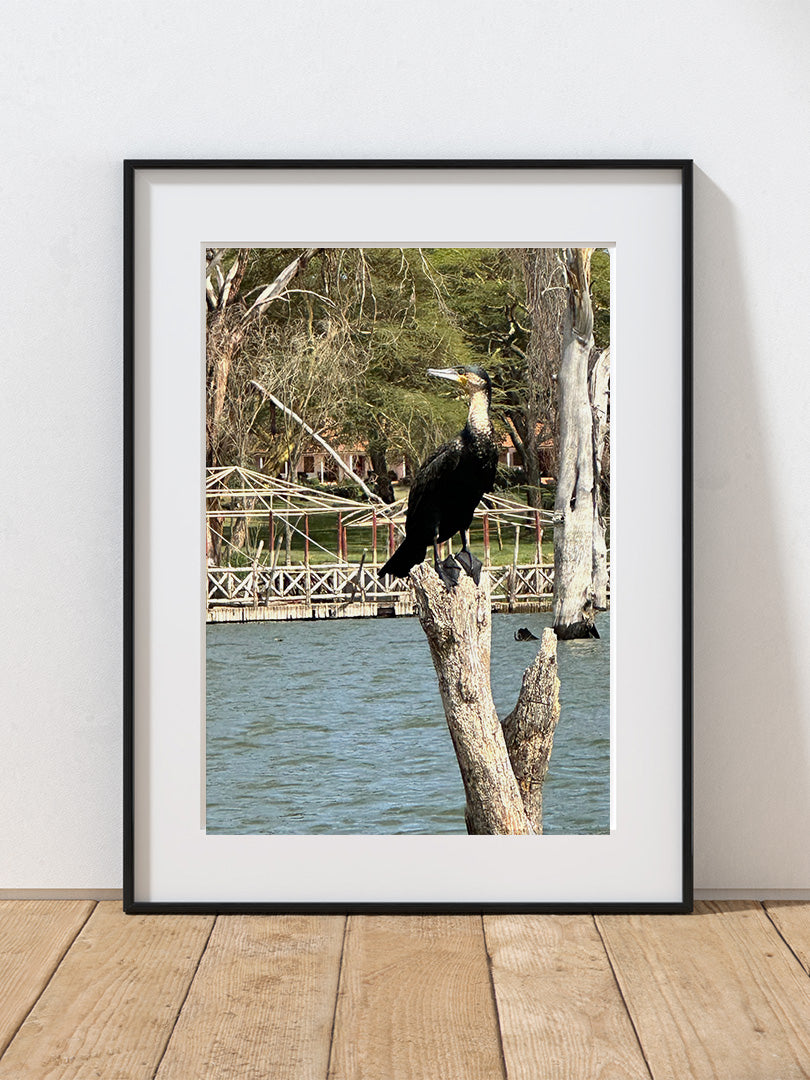 Perched Cormorant